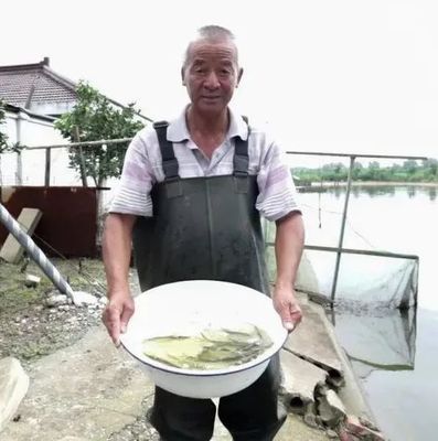 大國農匠奪魁記 青浦水產養殖先鋒，魚類養殖技術革新之路